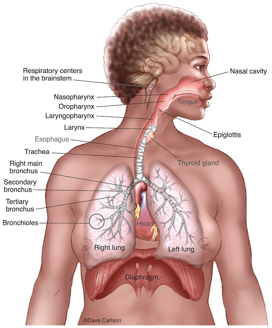 Respiratory System Overview (labelled), illustration