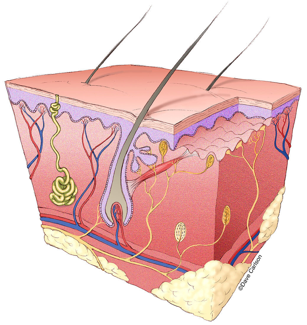Skin Structure, illustration