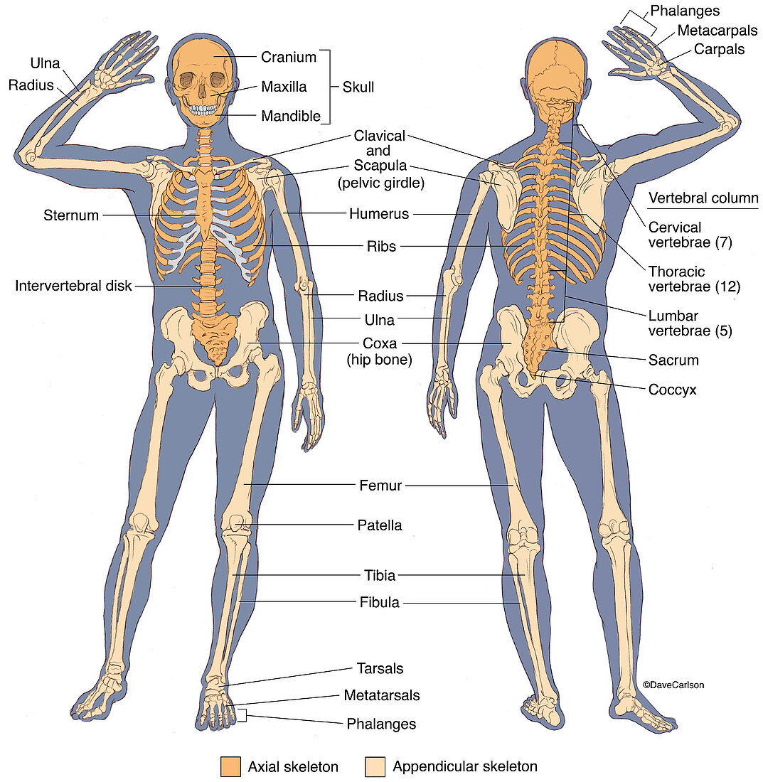 Anterior and Posterior View of Human Skeleton, illustration
