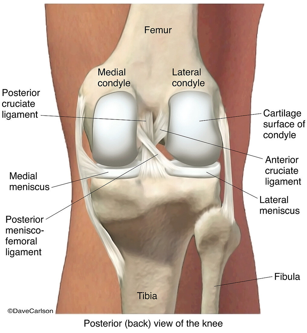 Human Knee Joint, illustration