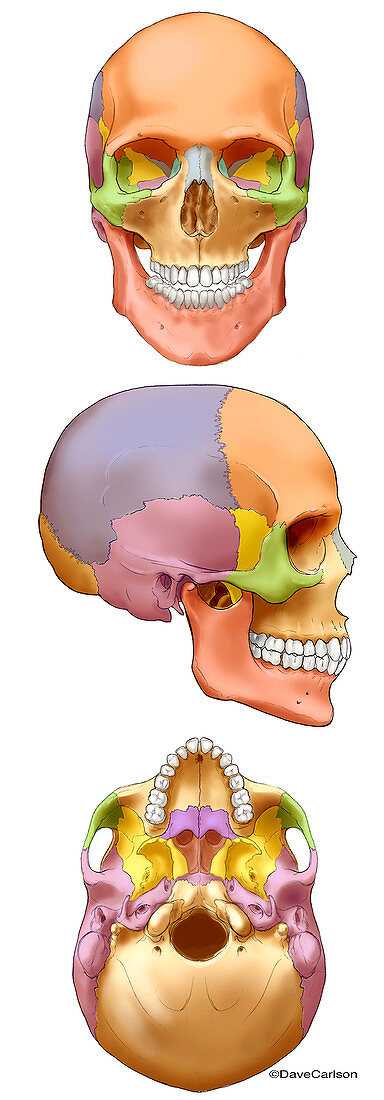 Human Skull, illustration