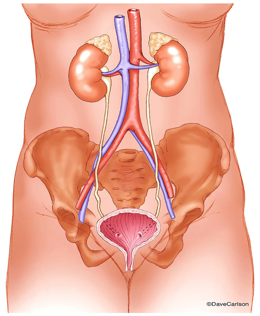 Urinary System, illustration