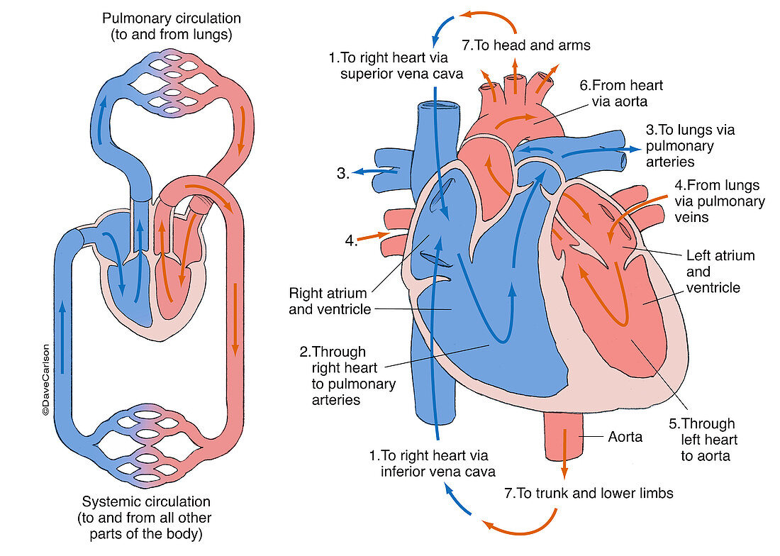 Human Circulatory System (labelled), illustration