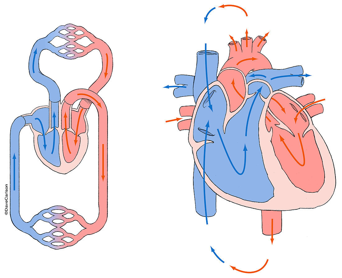 Human Circulatory System, illustration