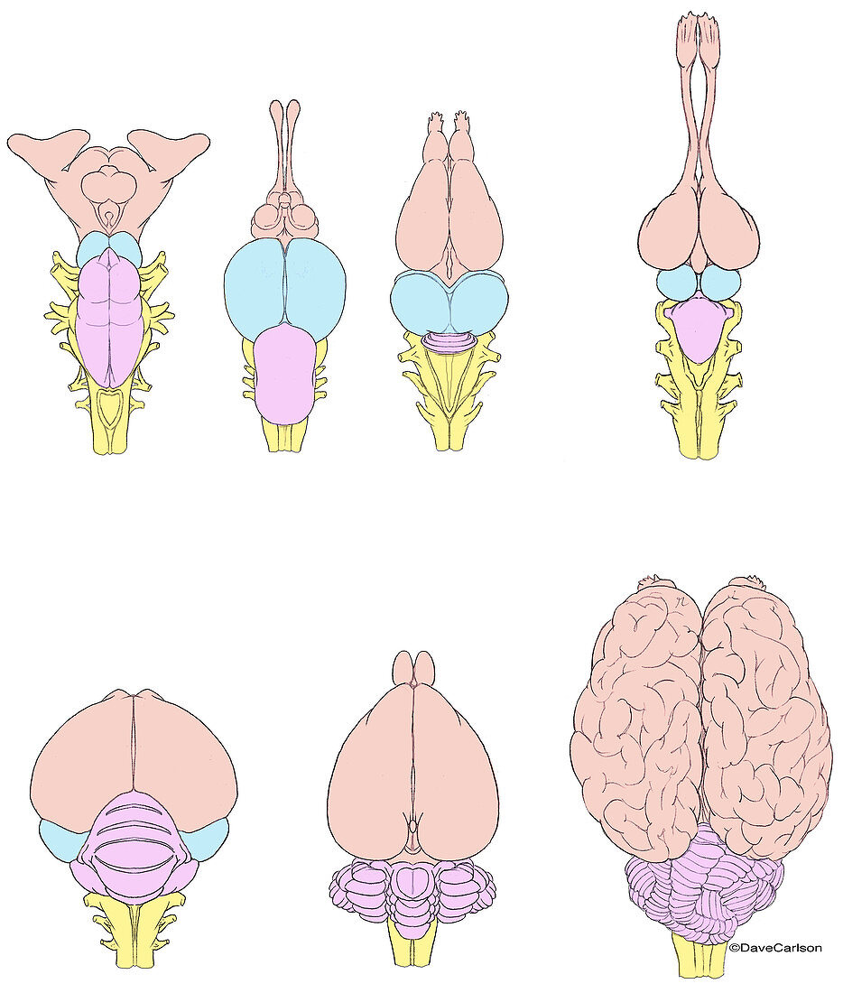 Vertebrate Brain Evolution, illustration