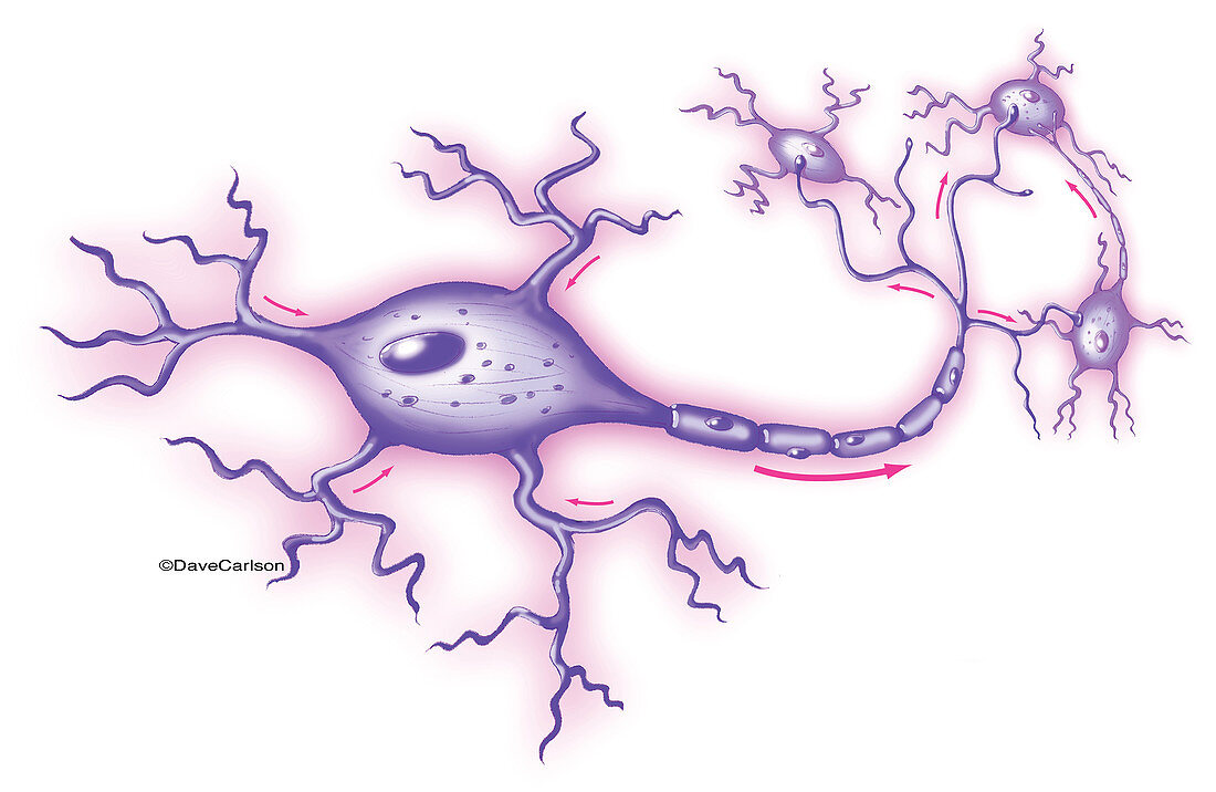 Motor Neuron, illustration