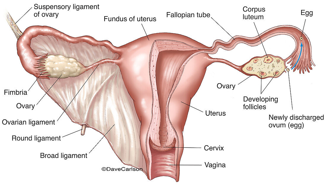 Female Reproductive System (labelled), illustration