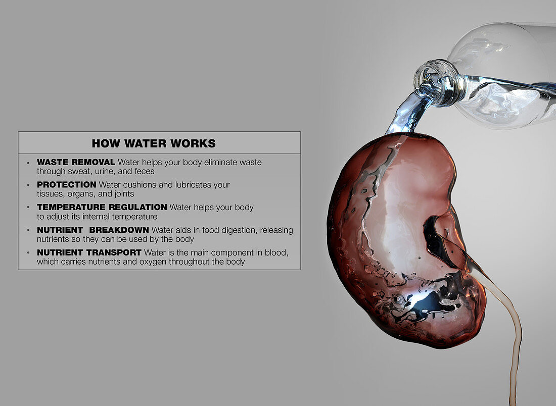 Water's Effect on the Body