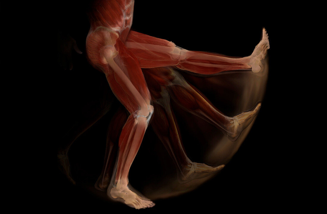 Leg Swing, Anatomical Model