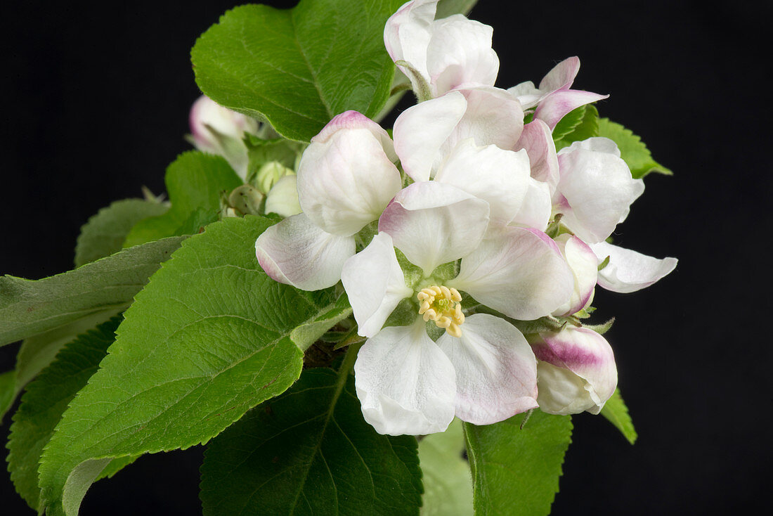 Apple king flower