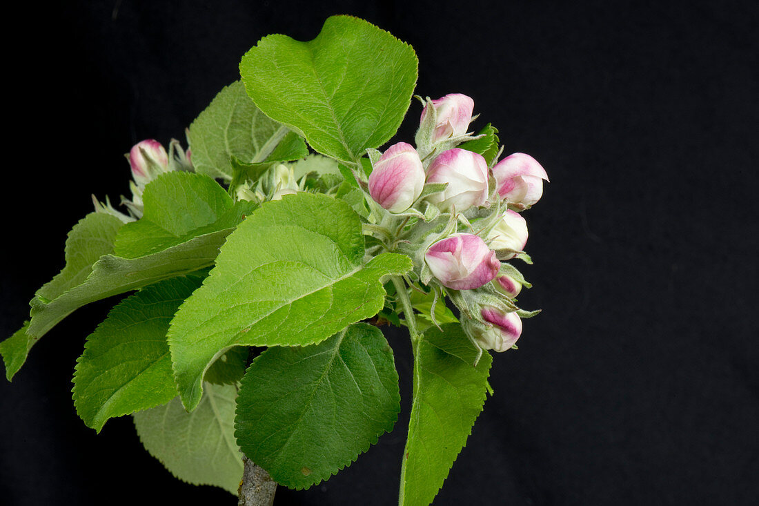 Apple flower series 1 of 5
