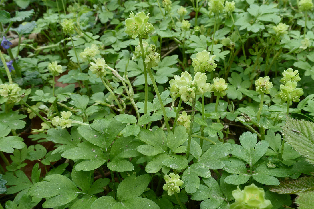 Moschatel in flower