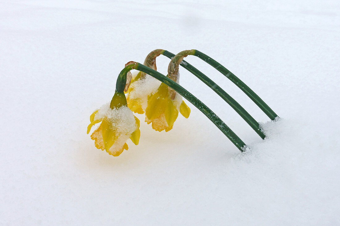 Daffodils through snow
