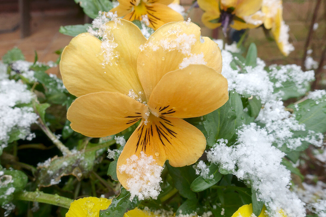 Snow on winter pansy flower