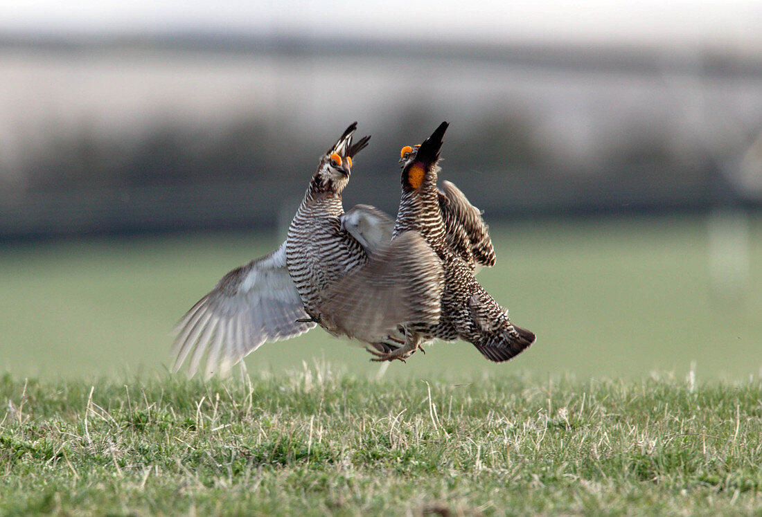 Greater Prairie Chickens