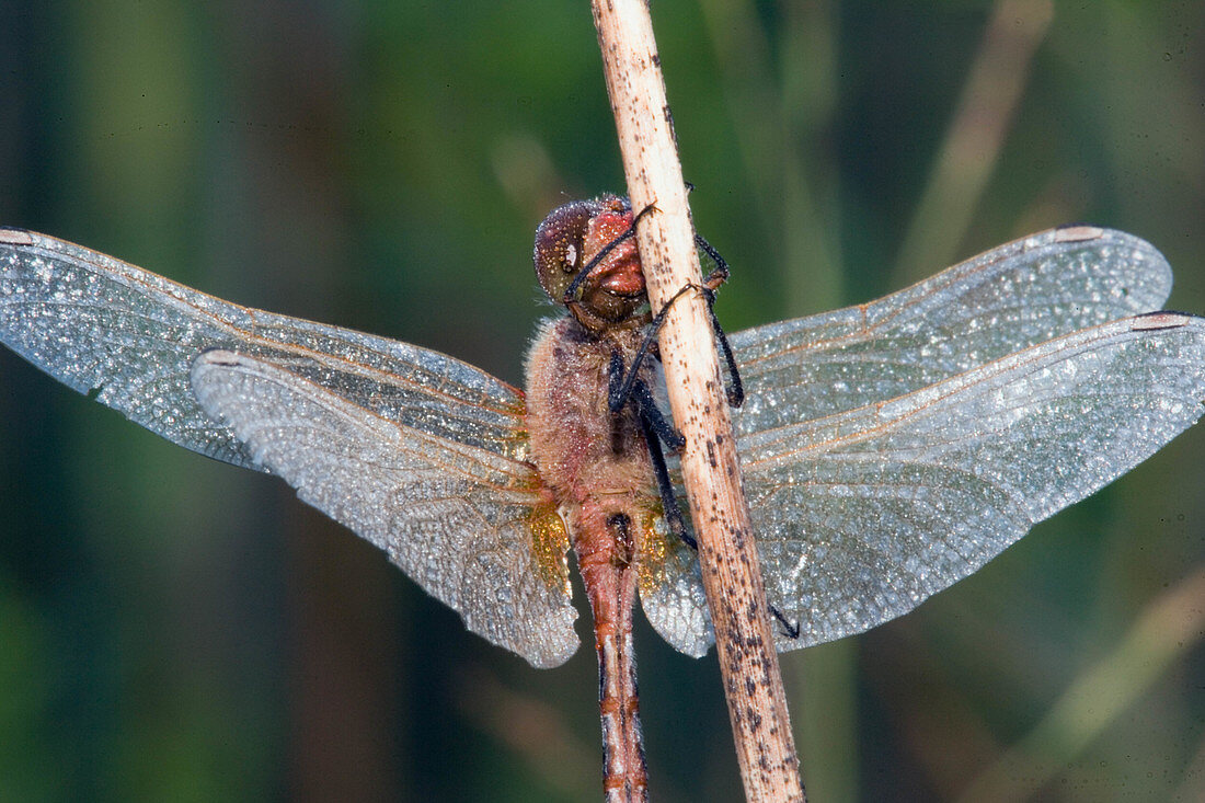 Dewy Dragonfly