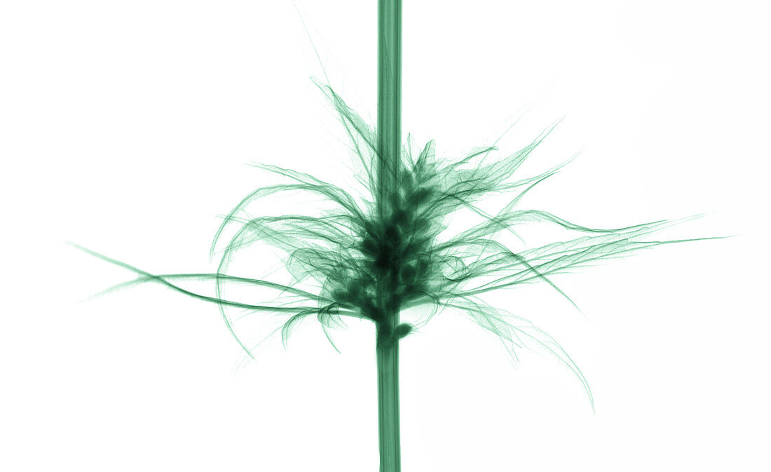 X-Ray of a Cannabis Plant with Seeds