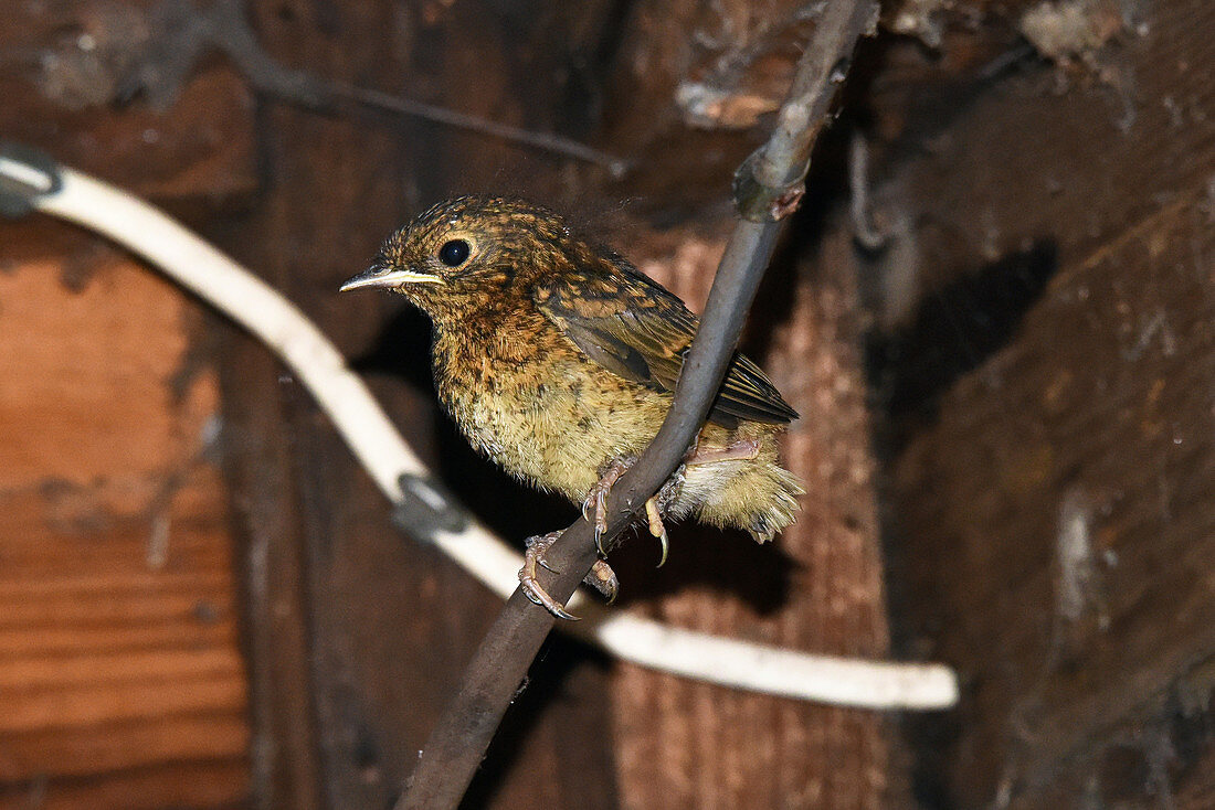 European Robin chick that has just fledged