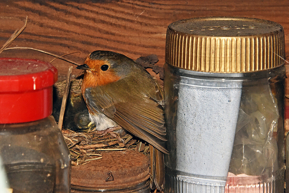 European Robin at its nest