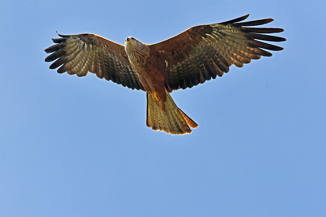 Black Kite in flight