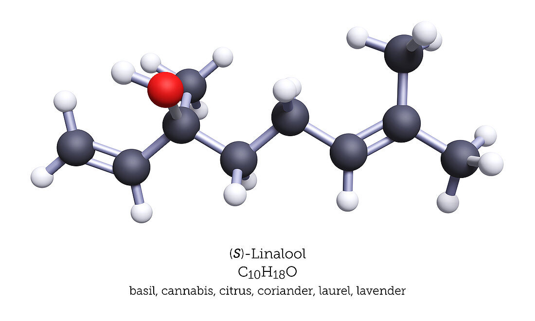 Model of Linalool, 3D Illustration