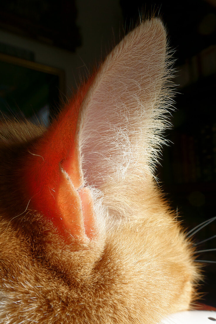Ear of a ginger cat
