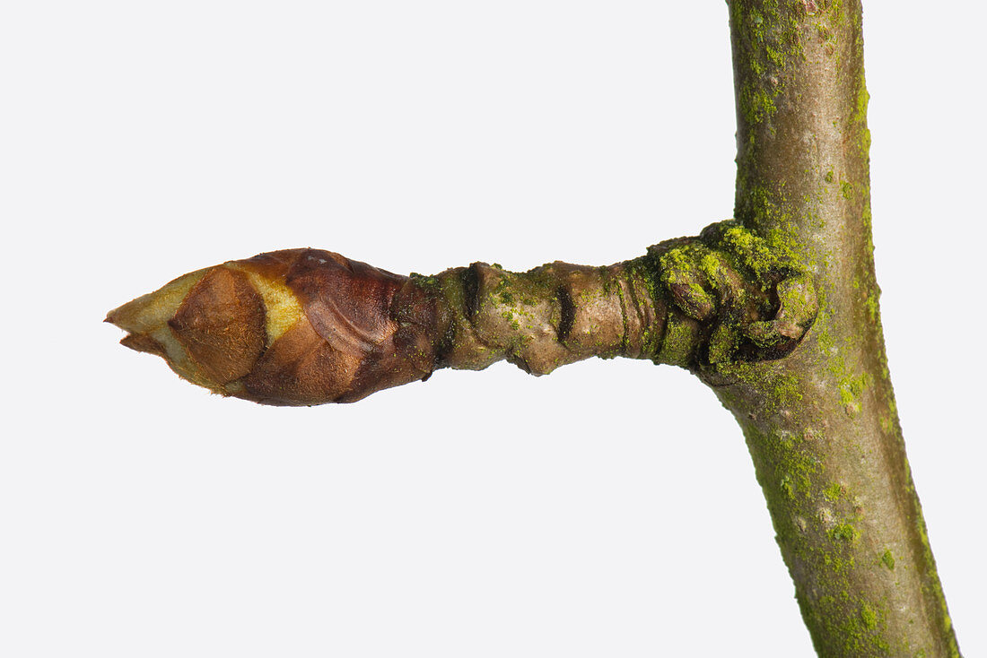 Pear leaf and flower bud