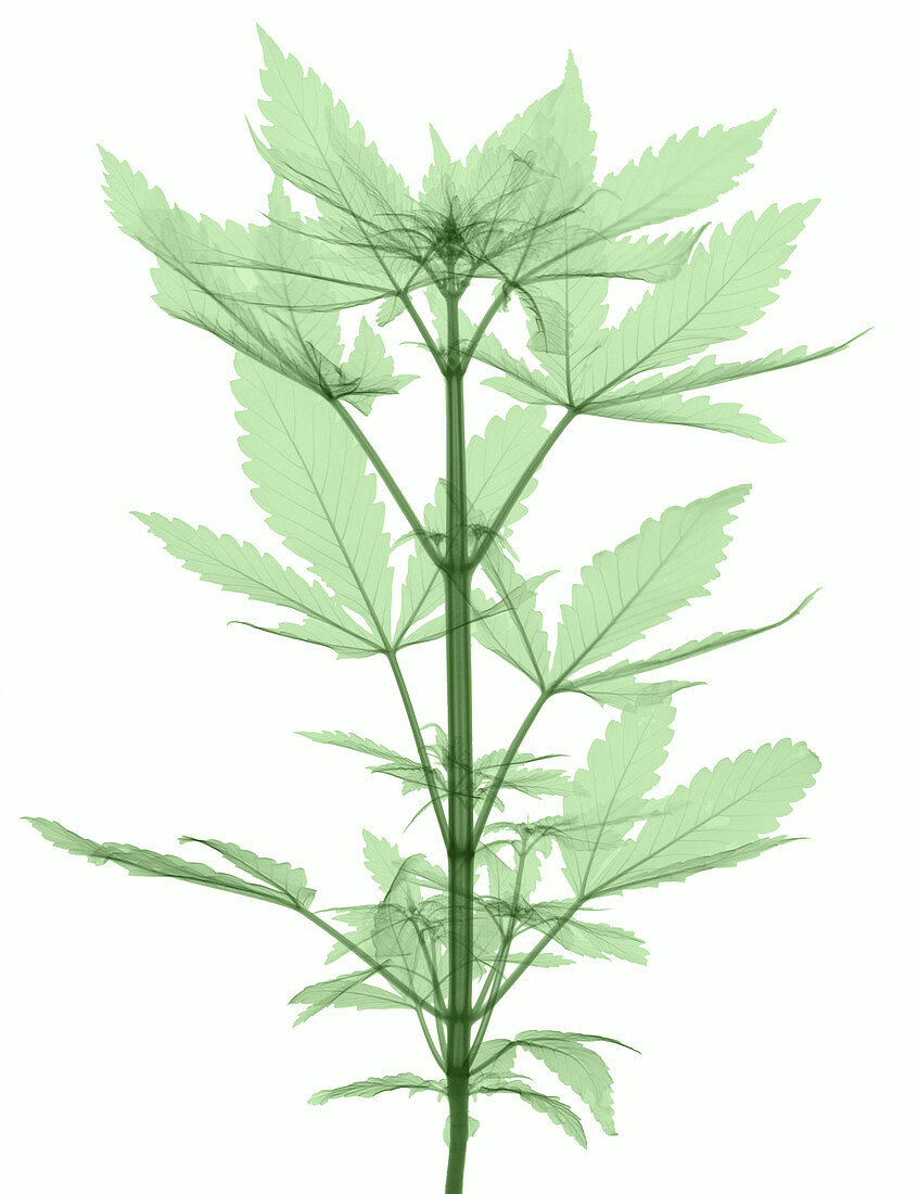 X-Ray of a Cannabis Plant