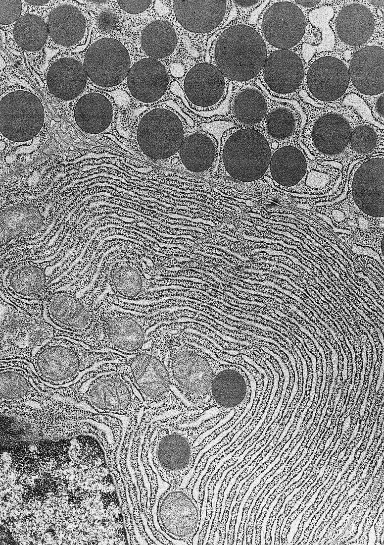 Human Pancreas Cells TEM