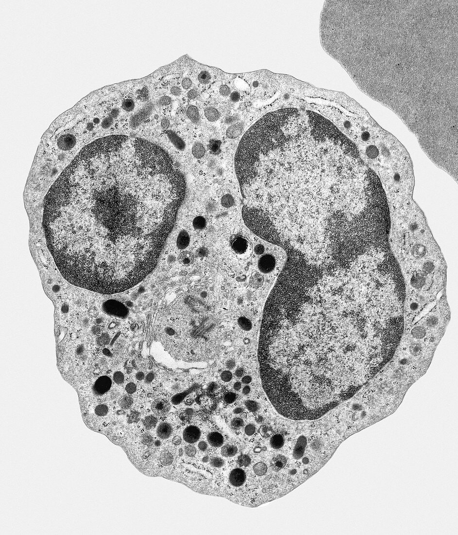 Leucocyte, TEM