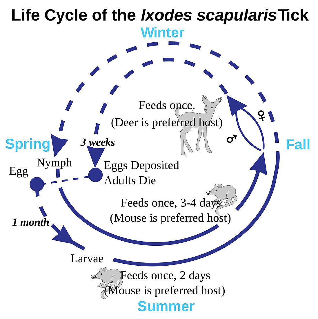 Deer Tick Life Cycle, Diagram