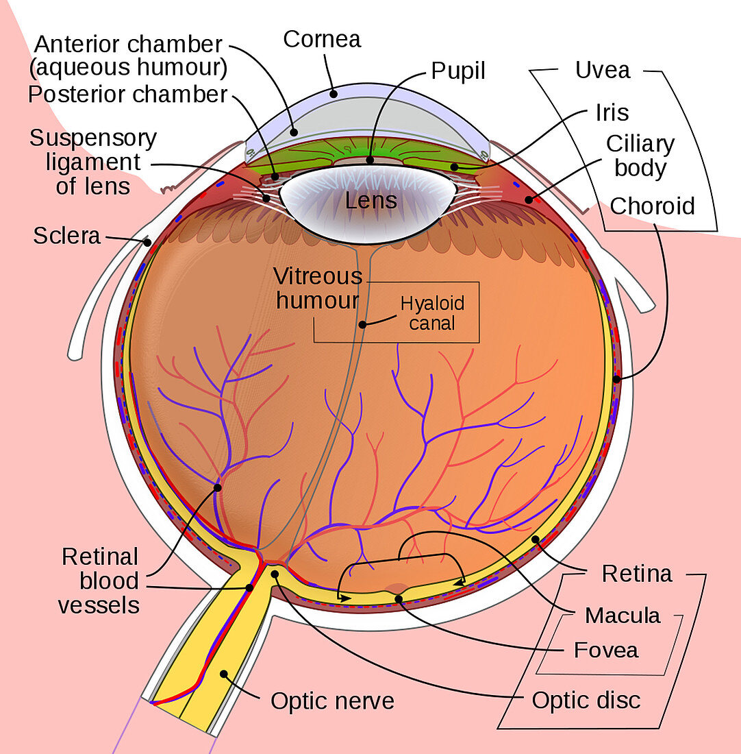 Eye Anatomy, Illustration