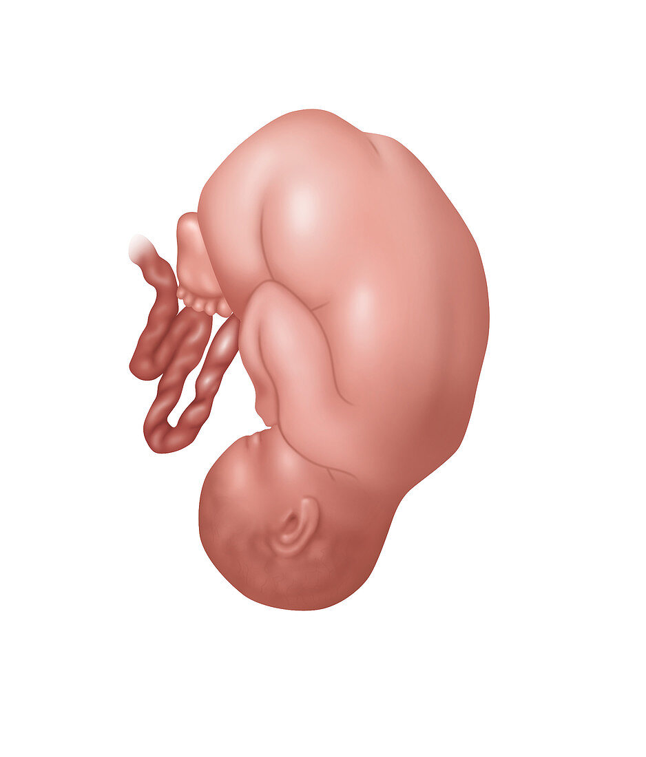 Fetus in Normal Position, Illustration