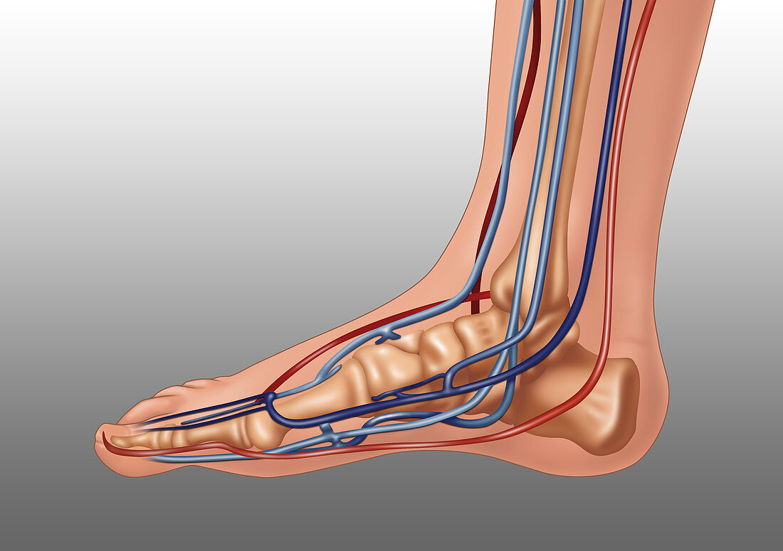 Anatomy of Foot, Illustration
