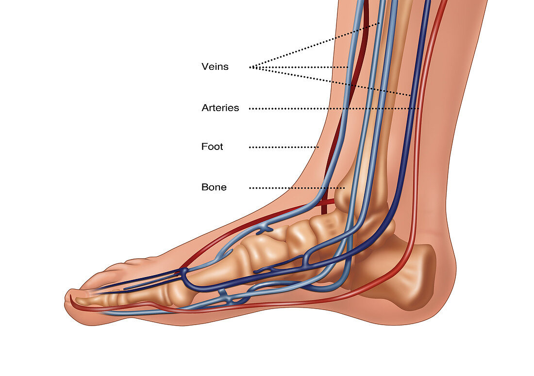 Anatomy of Foot, Illustration