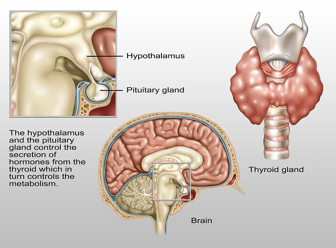 Hypothalamus, Illustration