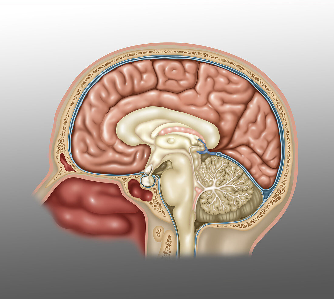 Anatomy of Brain, Illustration
