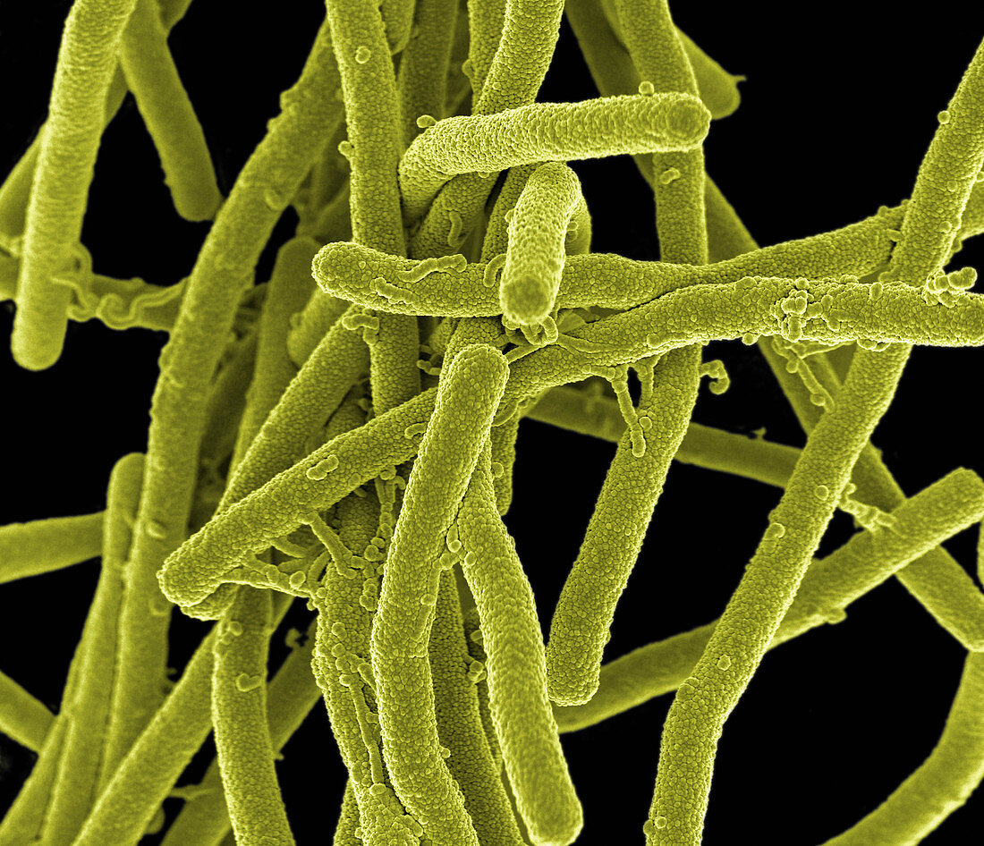 Bacillus Bacteria, SEM