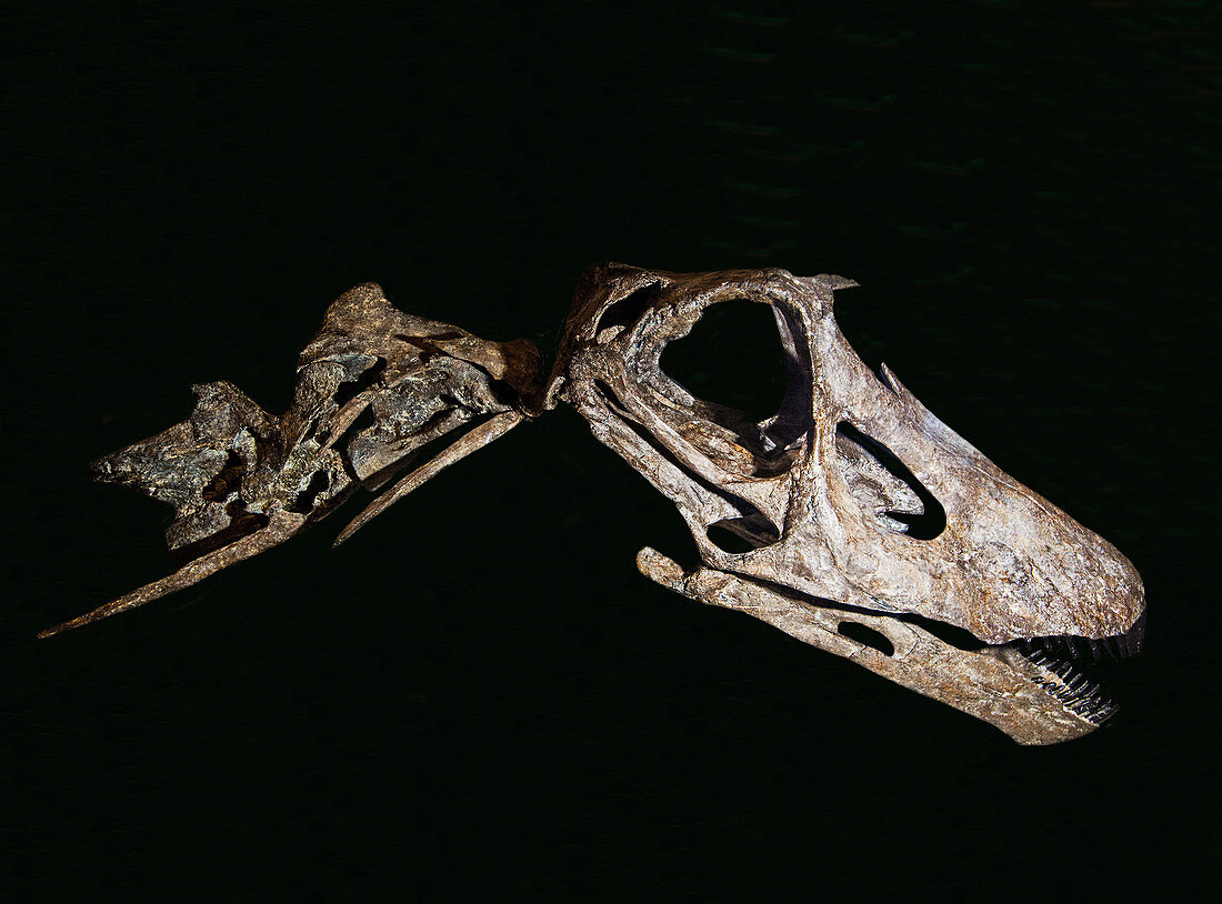 Diplodocus Skull