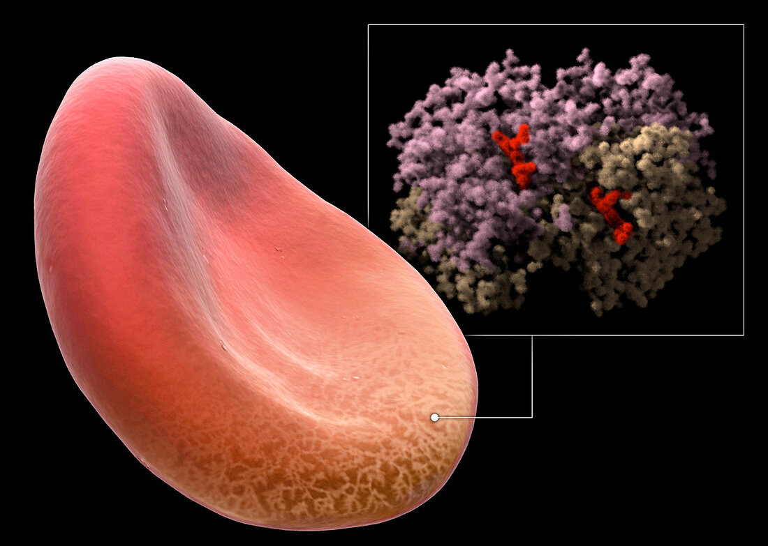 Red Blood Cell and Haemoglobin Molecule
