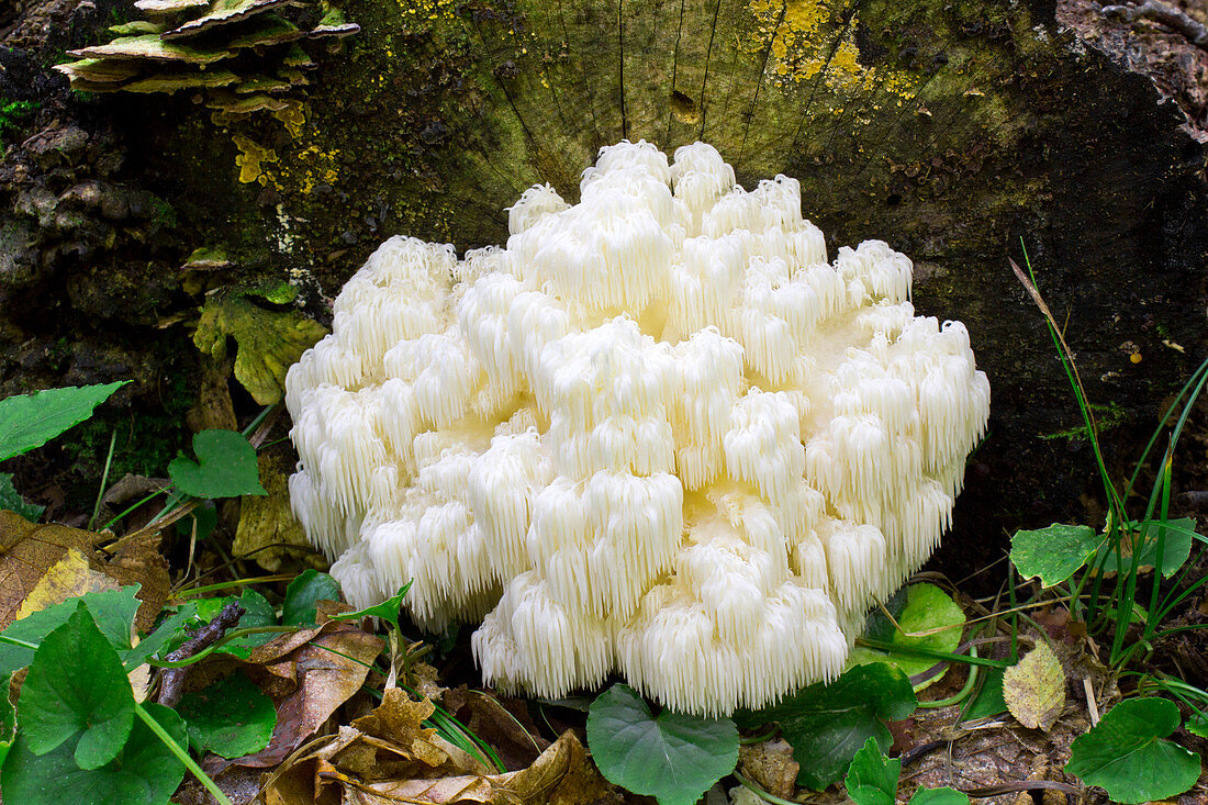 Coral Hedgehog Fungus