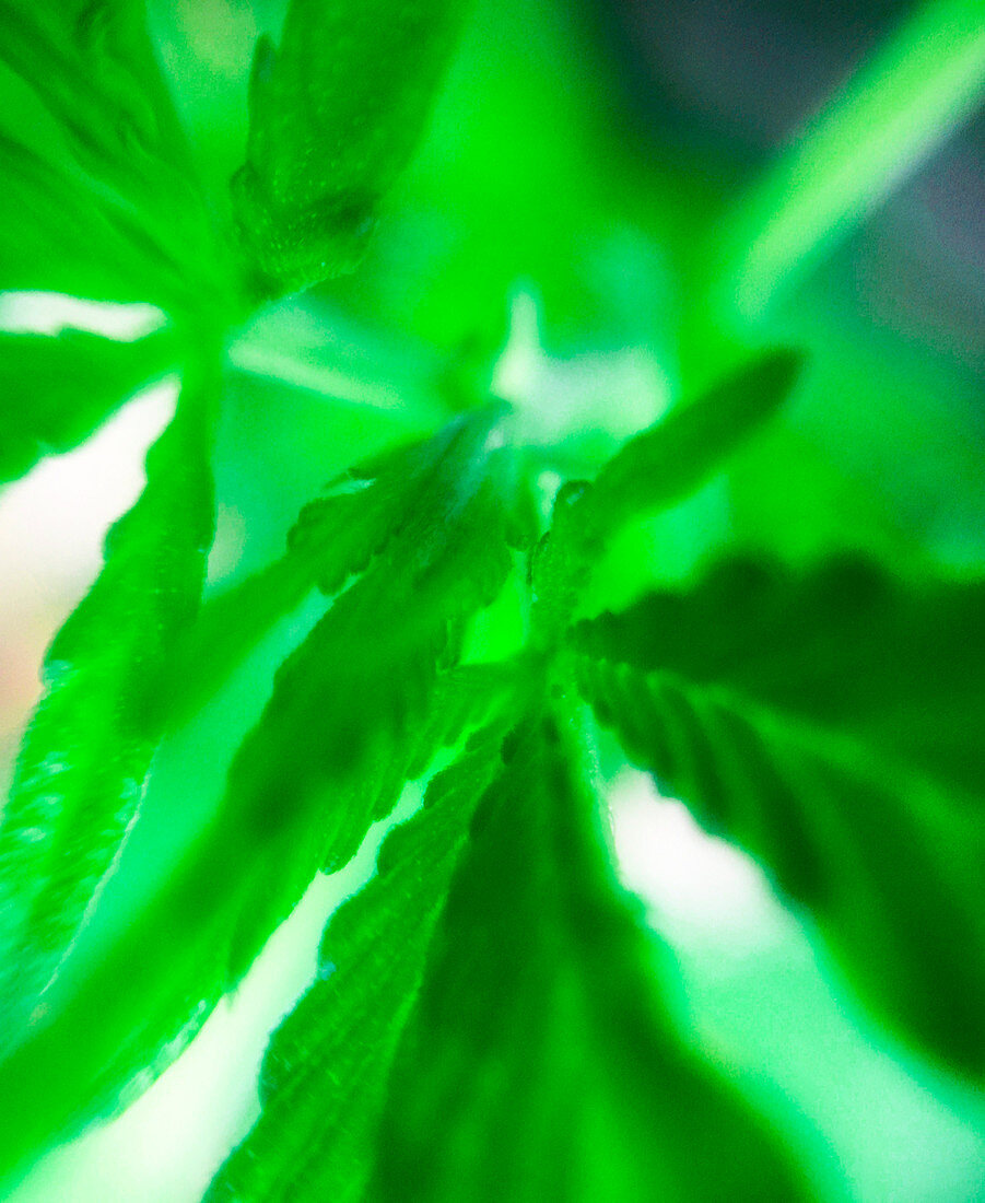 An ultra closeup of young marijuana leaves