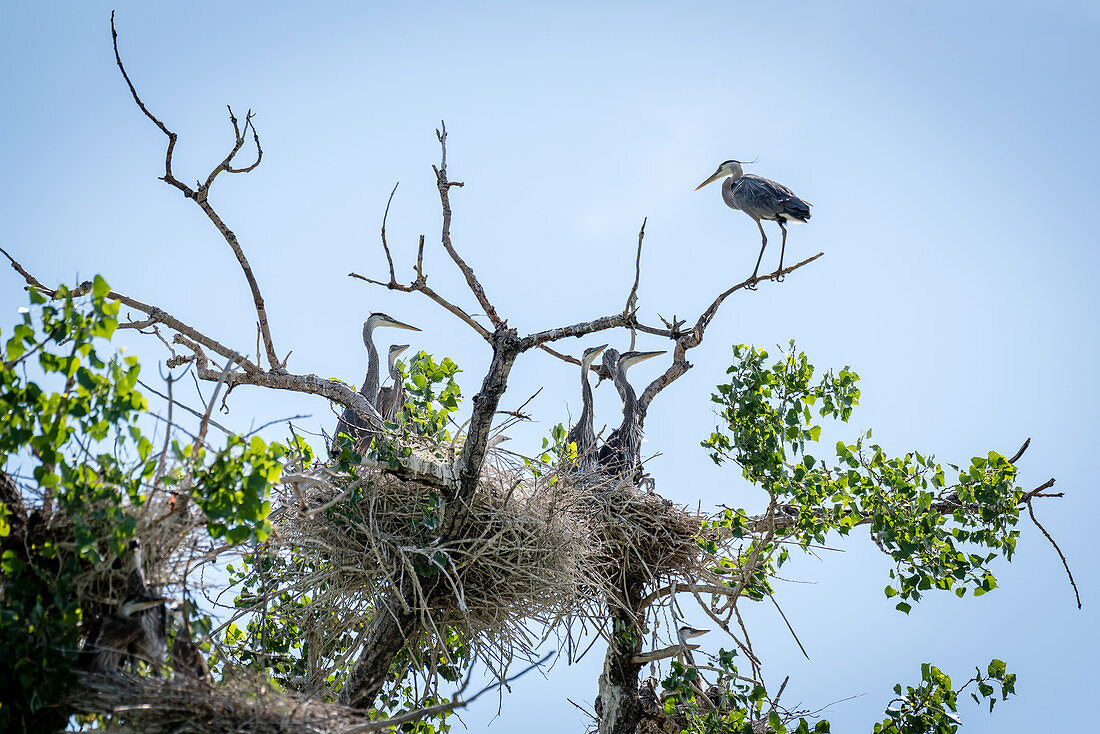Adolescent Herons in Nest