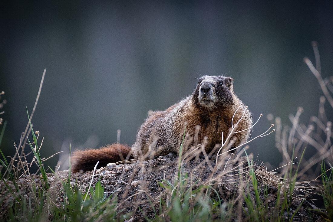 Alert Yellow-Bellied Marmot