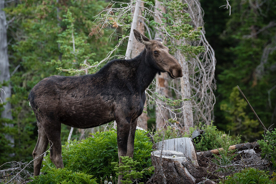 Young Male Moose