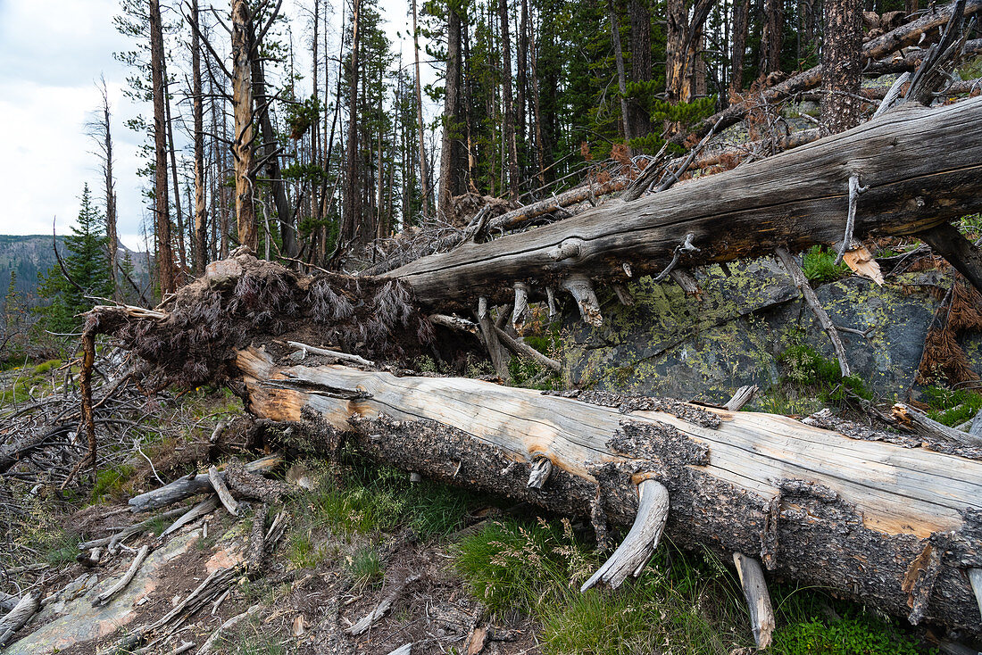 Ponderosa Pines Killed by Mt. Pine Beetle