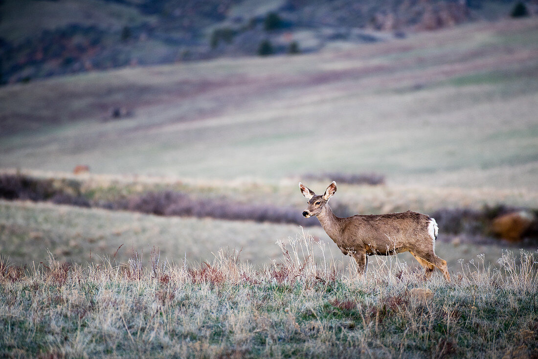 Mule Deer Doe