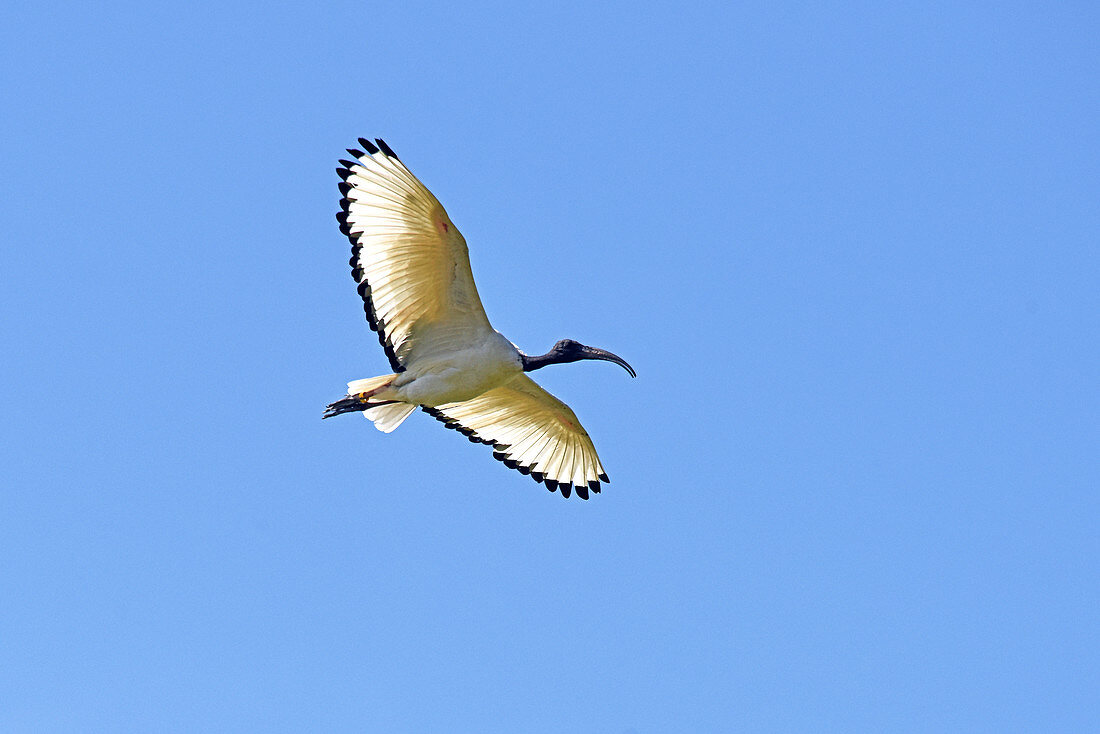 African Sacred Ibis in flight