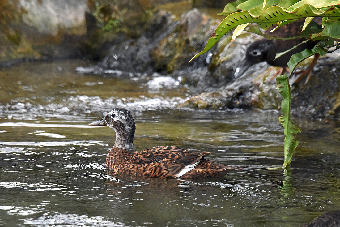 Laysan Duck