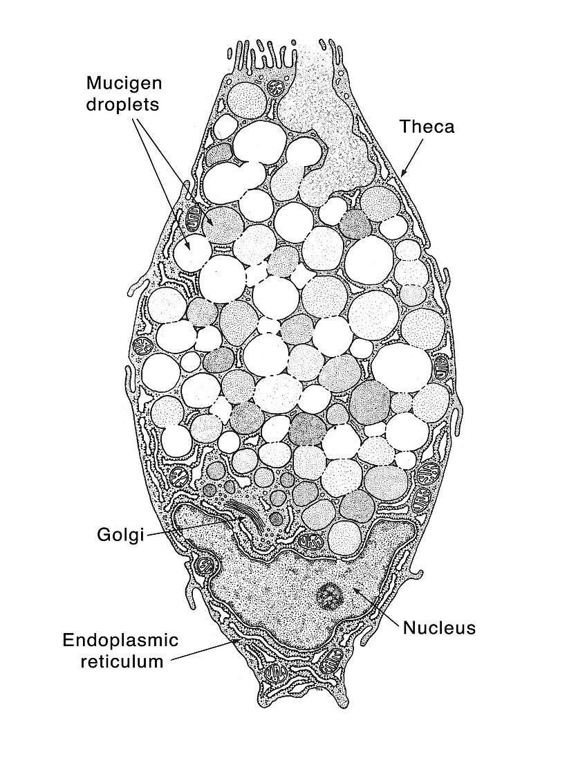 Intestinal Goblet Cell, Labelled